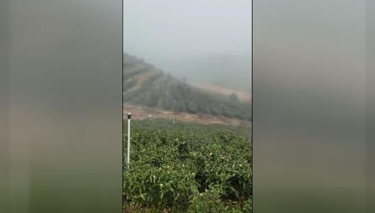 星空网页版茶山视频